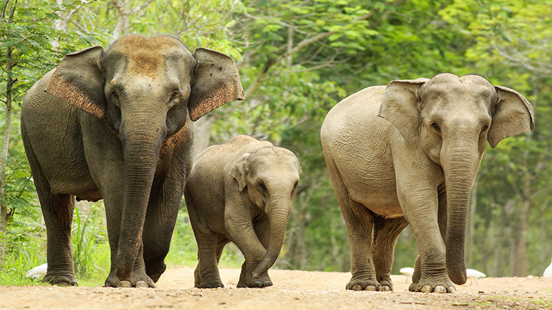 Thailand Elephants